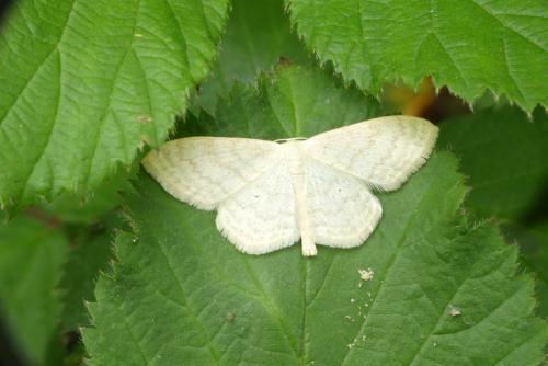 Réf. 182 321 : Scopula floslactata